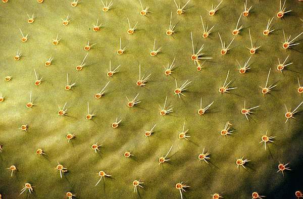 Close up of giant cactus leaf, Botanical Gardens, University of Leicester