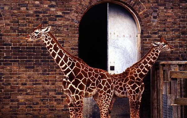 Young Giraffes at London Zoo