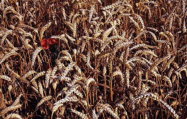 Poppy in Wheat Field