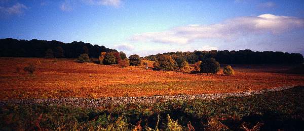 Autumn Landscape Panorama in Bradgate Park, Leicestershire