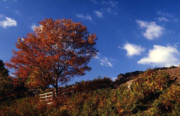 Tree in Bradgate Park, Leicestershire