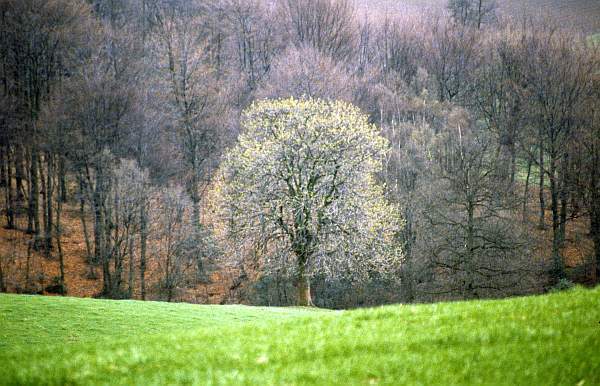 Chestnut Tree in Blossom, Wermelskirchen, Germany