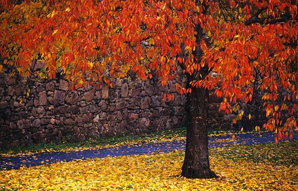 Japanese Cherry Tree in Autumn, Abbey Park, Leicester