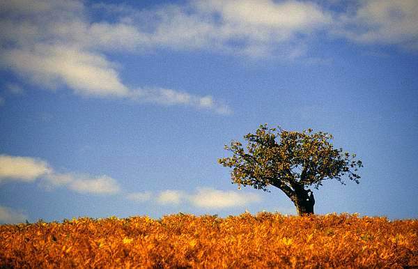 Tree in Bradgate Park, Leicestershire