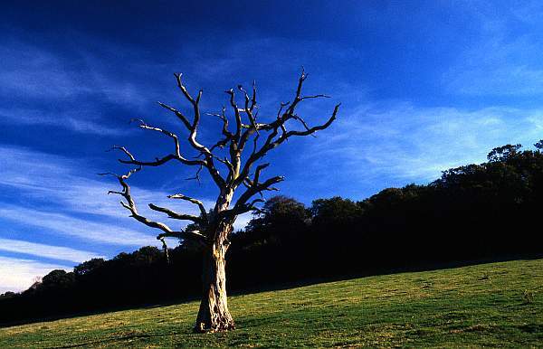 Dead Tree, Leicestershire