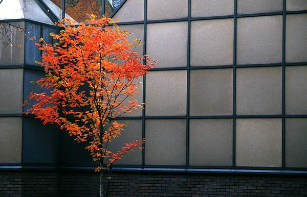 Urban Tree in Autumn, Leicester
