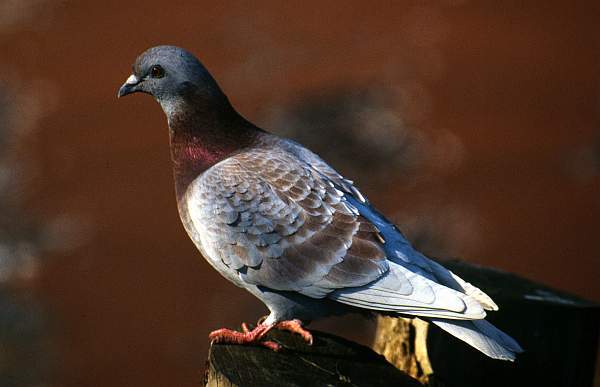 Pigeon, Leicester