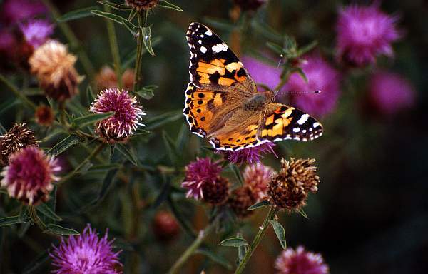 Butterfly on Thistles, Leicestershire