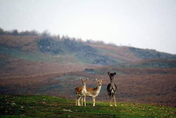 Deer in Bradgate Park, Leicestershire