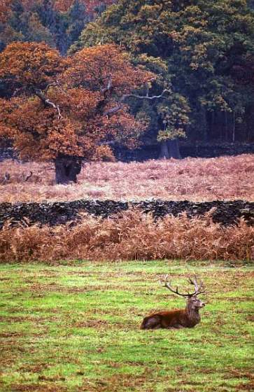 Red Deer Stag in Bradgate Park, Leicestershire