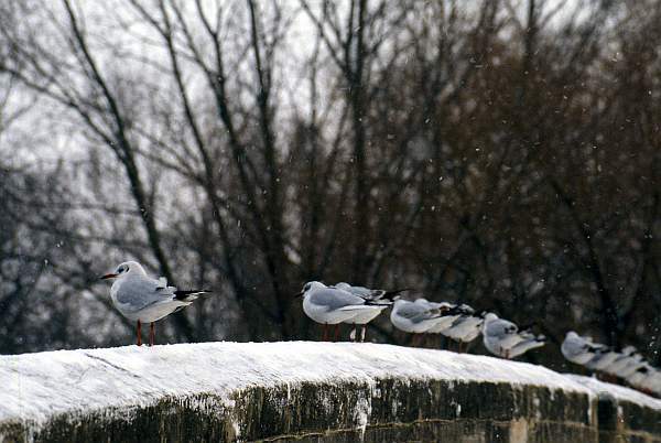 Gulls Grounded Due to Snowfall, Abbey Park, Leicester