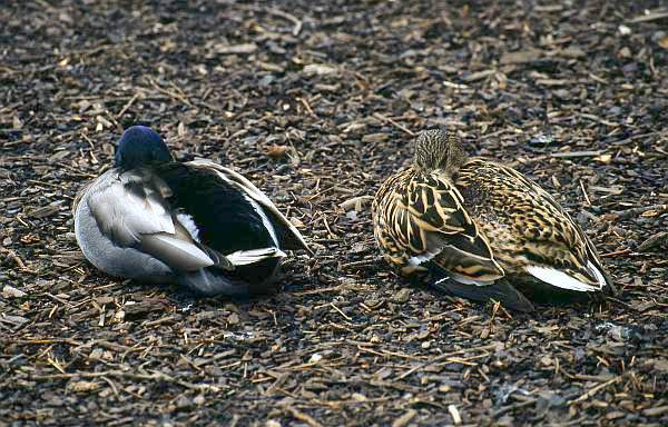 Mallard Pair, Abbey Park, Leicester