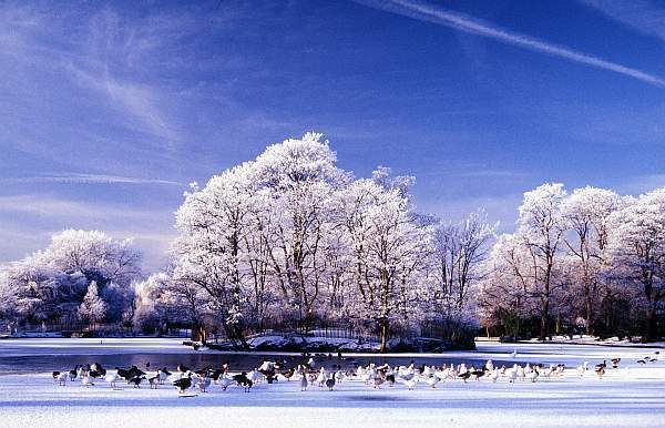 Winter Scene in Abbey Park, Leicester