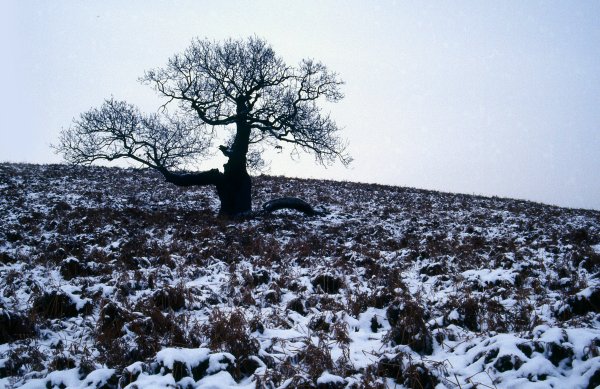 Tree in snow covered Bradgate Park, Leicestershire