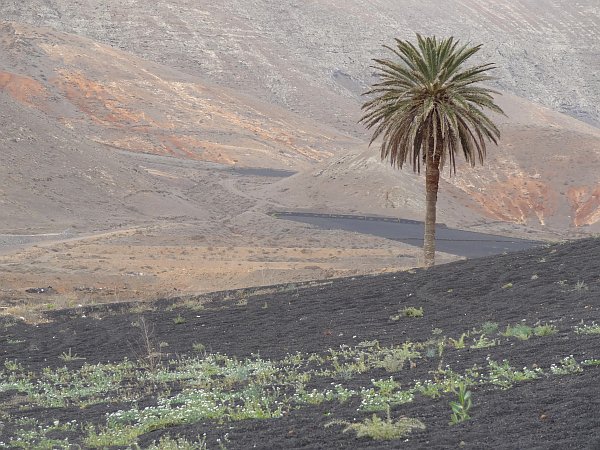Palm tree against mountain backdrop near Yaiza