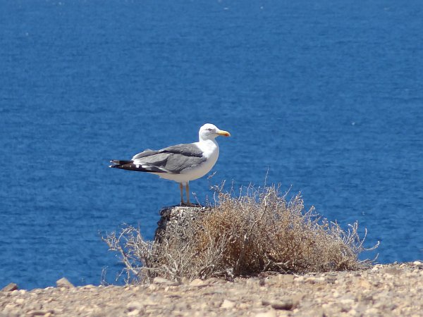 Seagull near Playa Mujeres (Playa Papagayo)