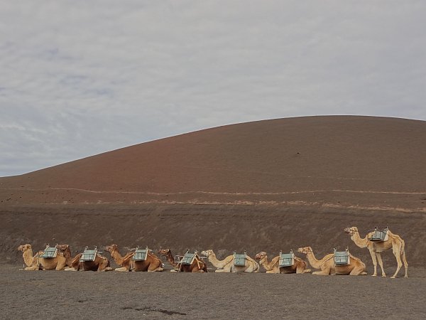 Camel station near Timanfaya National Park