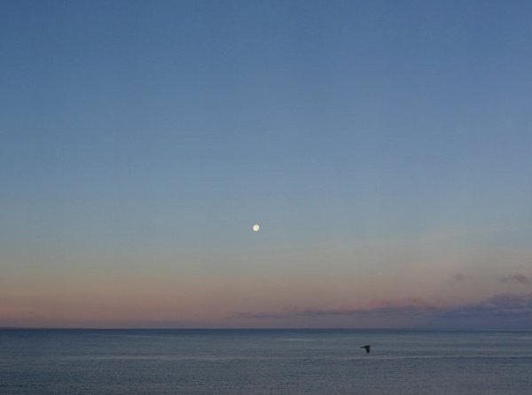 Dawn with full moon and seagull near Flamingo beach (Playa Blanca)