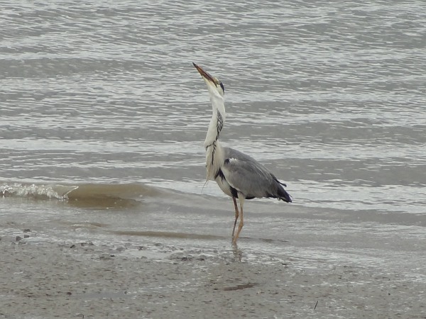 Heron at beach near Vasca da Gama bridge (Parque das Narções)