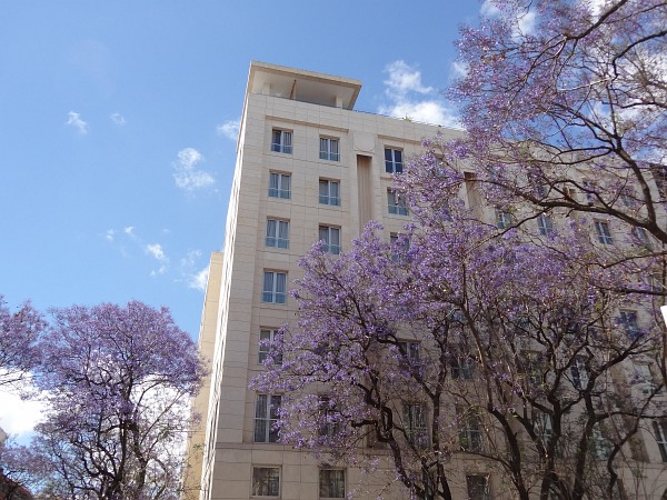 Jacaranda trees in front of high rise building
