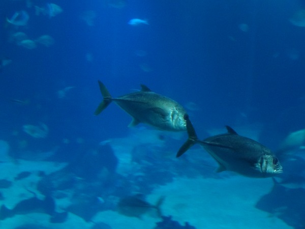 Crevalle Jacks in Lisbon Oceanarium