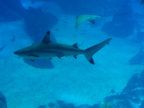 Blacktip shark and ray in Lisbon Oceanarium