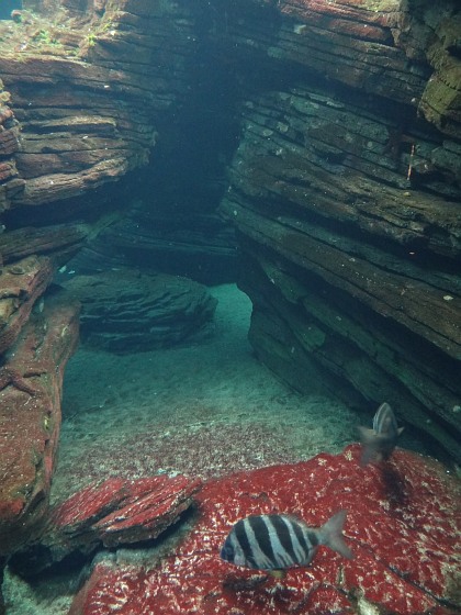 Underwater landscape and fish in Lisbon Oceanarium