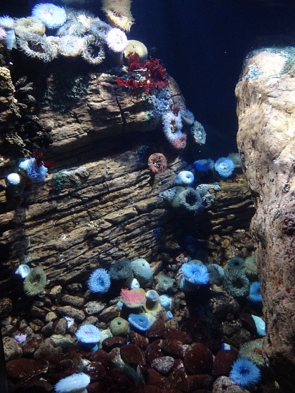 See anemones in Lisbon Oceanarium