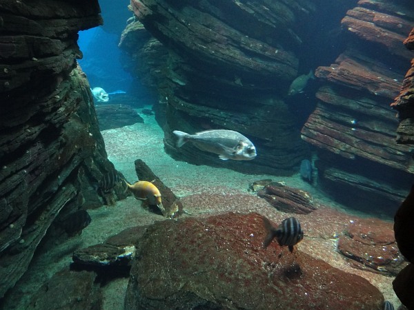 Underwater landscape and fish in Lisbon Oceanarium
