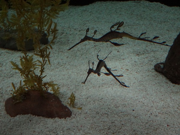 Sea dragons in Lisbon Oceanarium