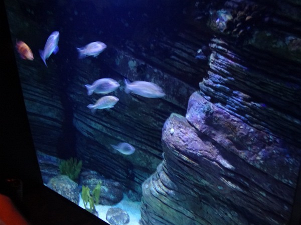 Colourful fish in Lisbon Oceanarium