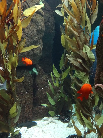 Red fish and water plants in Lisbon Oceanarium