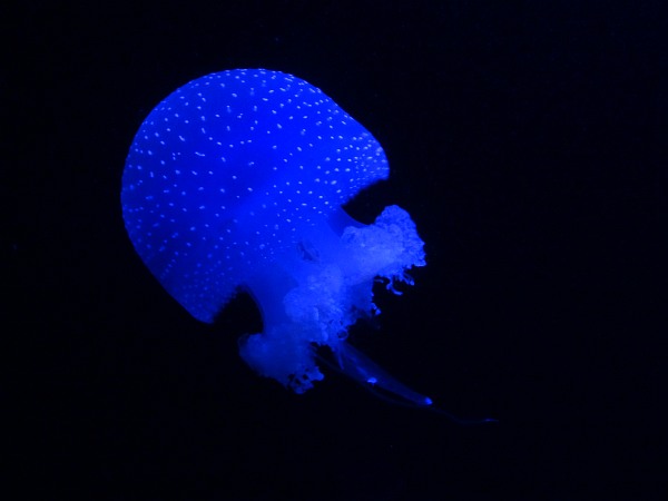 Blue white-spotted jellyfish in Lisbon Oceanarium