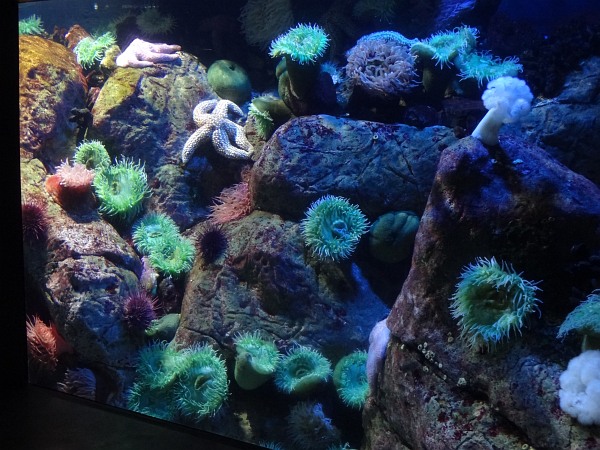 See anemones and starfish in Lisbon Oceanarium