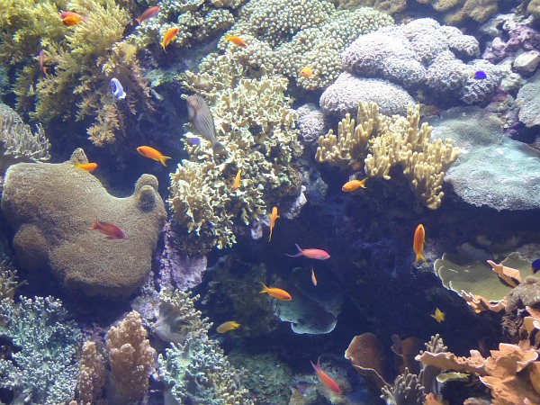Coral reef fish in Lisbon Oceanarium