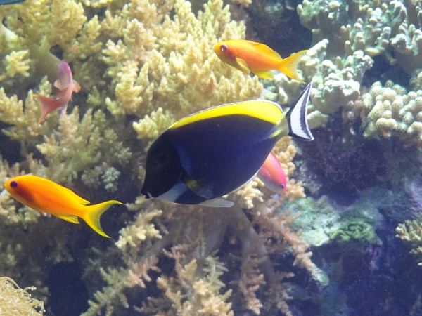 Coral reef fish (including Powder Blue Tang) in Lisbon Oceanarium