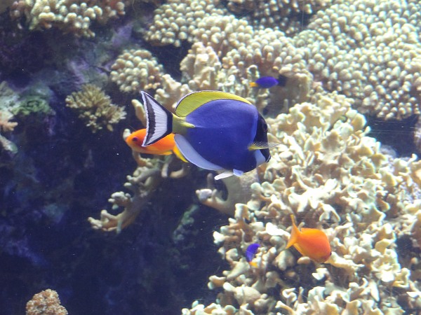 Coral reef fish (including Powder Blue Tang) in Lisbon Oceanarium
