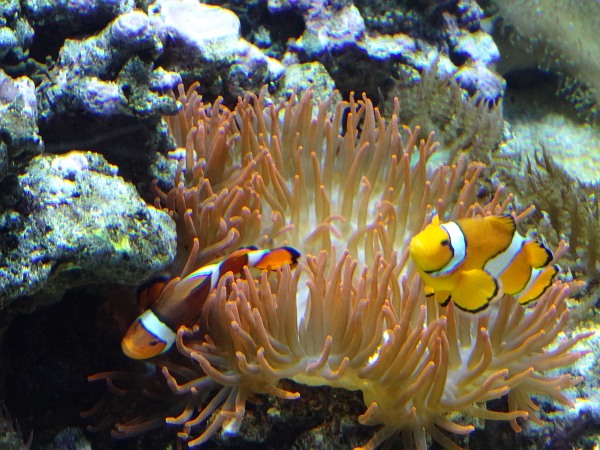 See anemone with Clown Fish in Lisbon Coral Reef Oceanarium