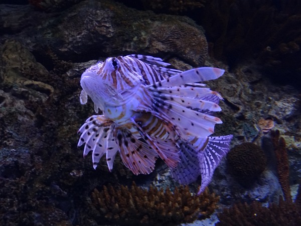 Lionfish (firefish) in Lisbon Coral Reef Oceanarium