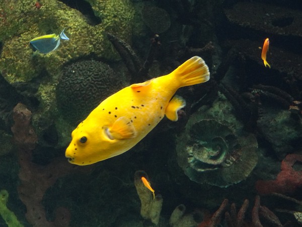 Yellow Pufferfish (blowfish) Lisbon Coral Reef Oceanarium