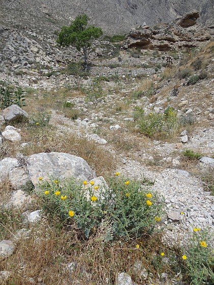 Lone tree and wild flowers at foot of Mesa Vouna mountain