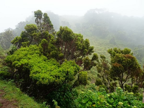 Greenery near walking trail