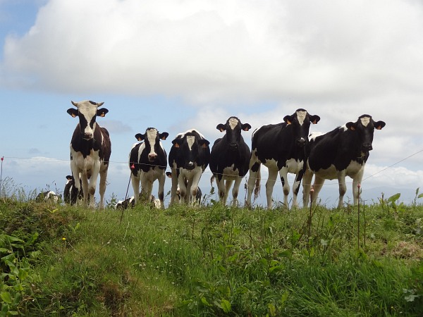 Azorean cows at track from crater down to Remedios at north coast