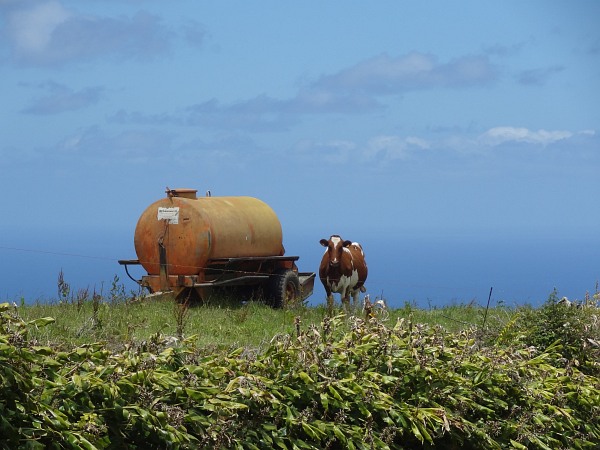 Brown cow with water tank at track from crater down to Remedios at north coast