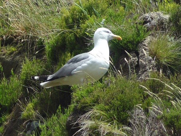 Seagull at Lagoa do Fogo