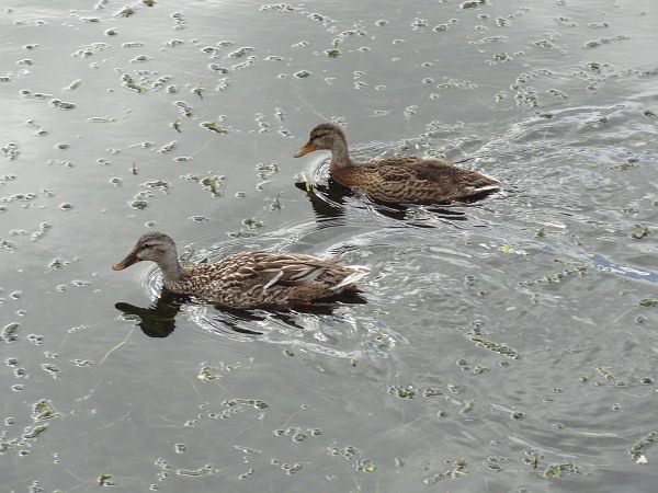 Ducks on Lagoa Verde