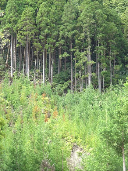 Forest trees on crater rim at Lagoa Verde
