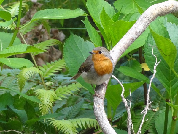 Robin on ascent to crater rim from Sete Cidades