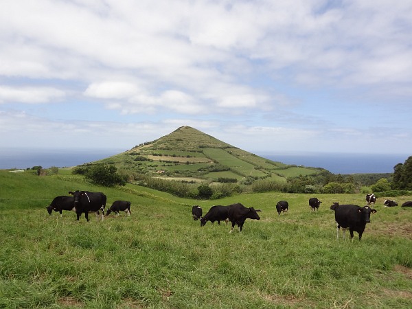 Cows in front of Pico de Mafra near Mosteiros