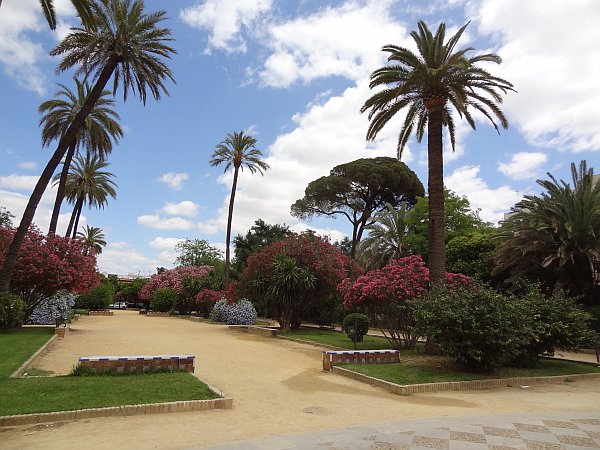 Palm trees and bushes in Murillo gardens